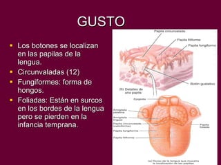 GUSTO Los botones se localizan en las papilas de la lengua. Circunvaladas (12) Fungiformes: forma de hongos. Foliadas: Están en surcos en los bordes de la lengua pero se pierden en la infancia temprana. 