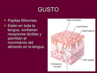 GUSTO Papilas filiformes: Están en toda la lengua, contienen  receptores táctiles y permiten el movimiento del alimento en la lengua. 