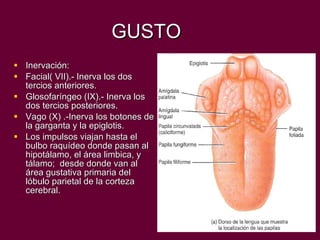 GUSTO Inervación: Facial( VII).- Inerva los dos tercios anteriores. Glosofaríngeo (IX).- Inerva los dos tercios posteriores. Vago (X) .-Inerva los botones de la garganta y la epiglotis. Los impulsos viajan hasta el bulbo raquídeo donde pasan al hipotálamo, el área limbica, y tálamo;  desde donde van al área gustativa primaria del lóbulo parietal de la corteza cerebral. 