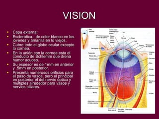 VISION Capa externa: Esclerótica.- de color blanco en los jóvenes y amarilla en lo viejos. Cubre todo el globo ocular excepto la cornea. En la unión con la cornea esta el conducto de Schlemm que drena  humor acuoso. Su espesor es de 1mm en anterior y .5mm en posterior. Presenta numerosos orificios para el paso de vasos, pero el principal en posterior el del nervio óptico y múltiples alrededor para vasos y nervios ciliares.  