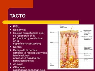 TACTO PIEL: Epidermis: Celulas estratificadas que se regeneran en la profundidad y se eliminan en la superficie(cicatrización) Dermis: Debajo de la dermis, contiene la red capuilar y las terminaciones nerviosas.Formada por fibras conjuntivas. Anexos: Glándulas sudoriparas,sebaceas,pelo,uñas,tejido subcutaneo y músculos. 