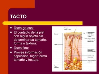 TACTO Tacto grueso: El contacto de la piel con algún objeto sin determinar su tamaño, forma o textura. Tacto fino: Provee información especifica, lugar forma tamaño y textura. 