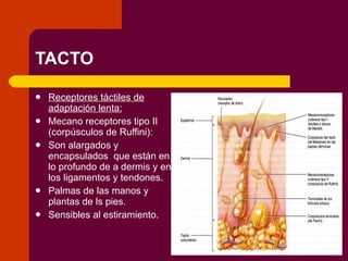 TACTO Receptores táctiles de adaptación lenta: Mecano receptores tipo II (corpúsculos de Ruffini): Son alargados y encapsulados  que están en lo profundo de a dermis y en los ligamentos y tendones. Palmas de las manos y plantas de ls pies. Sensibles al estiramiento. 