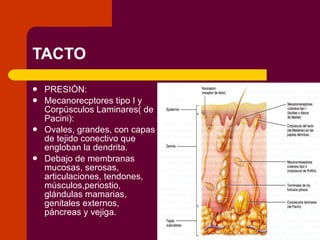 TACTO PRESIÓN: Mecanorecptores tipo I y Corpúsculos Laminares( de Pacini): Ovales, grandes, con capas de tejido conectivo que engloban la dendrita. Debajo de membranas mucosas, serosas, articulaciones, tendones, músculos,periostio, glándulas mamarias, genitales externos, páncreas y vejiga. 