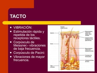 TACTO VIBRACIÓN: Estimulación rápida y repetida de los receptores táctiles. Corpúsculo de Meissner.- vibraciones de baja frecuencia. Corpúsculo de Pacini: Vibraciones de mayor frecuencia. 
