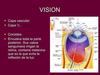 VISION Capa vascular: Capa ½ . Coroides: Envuelve toda la parte posterior, Sus vasos sanguíneos irrigan la retina, contiene melanina que es la que evita la reflexión de la luz. 