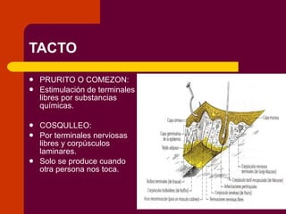 TACTO PRURITO O COMEZON: Estimulación de terminales libres por substancias químicas. COSQULLEO: Por terminales nerviosas libres y corpúsculos laminares. Solo se produce cuando otra persona nos toca. 