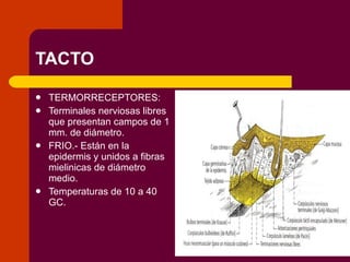 TACTO TERMORRECEPTORES: Terminales nerviosas libres que presentan campos de 1 mm. de diámetro. FRIO.- Están en la epidermis y unidos a fibras mielinicas de diámetro medio. Temperaturas de 10 a 40 GC.  