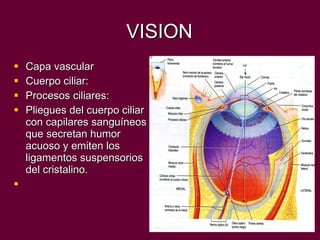 VISION Capa vascular Cuerpo ciliar: Procesos ciliares: Pliegues del cuerpo ciliar con capilares sanguíneos que secretan humor acuoso y emiten los ligamentos suspensorios del cristalino. 