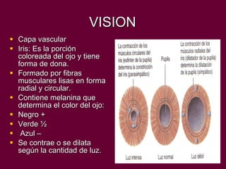 VISION Capa vascular Iris: Es la porción coloreada del ojo y tiene forma de dona. Formado por fibras musculares lisas en forma radial y circular. Contiene melanina que determina el color del ojo: Negro + Verde ½ Azul – Se contrae o se dilata según la cantidad de luz.  