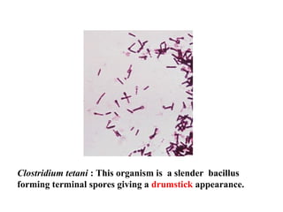 Clostridium tetani : This organism is a slender bacillus
forming terminal spores giving a drumstick appearance.
 