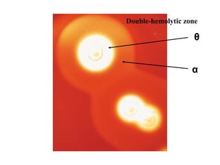 θ
α
Double-hemolytic zone
 