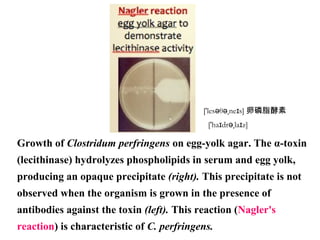 Growth of Clostridum perfringens on egg-yolk agar. The α-toxin
(lecithinase) hydrolyzes phospholipids in serum and egg yolk,
producing an opaque precipitate (right). This precipitate is not
observed when the organism is grown in the presence of
antibodies against the toxin (left). This reaction (Nagler's
reaction) is characteristic of C. perfringens.
['les θ ne s]ə əˌ ɪ 卵磷脂酵素
['ha dr la z]ɪ əˌ ɪ
 