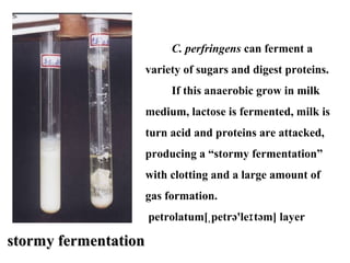 stormy fermentationstormy fermentation
C. perfringens can ferment a
variety of sugars and digest proteins.
If this anaerobic grow in milk
medium, lactose is fermented, milk is
turn acid and proteins are attacked,
producing a “stormy fermentation”
with clotting and a large amount of
gas formation.
petrolatum[ petrə'le təm] layerˌ ɪ
 