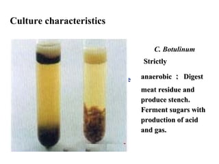 C.Tetani C.Perfringens C. Botulinum
StrictlyStrictly
anaerobicanaerobic;;
does notdoes not
ferment anyferment any
carbohydratecarbohydrate
and proteins.and proteins.
ModerateModerate
anaerobicanaerobic;;
Blood agar: doubleBlood agar: double
zone hemolysiszone hemolysis ；；
Egg-yolk:Egg-yolk: an
opaque precipitate;;
Milk mediumMilk medium ：：
stormy fermen-stormy fermen-
tation.tation.
StrictlyStrictly
anaerobicanaerobic ；； DigestDigest
meat residuemeat residue andand
produce stenchproduce stench..
Ferment sugarsFerment sugars withwith
production of acidproduction of acid
and gas.and gas.
Culture characteristics
 