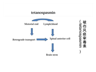 破
伤
风
痉
挛
毒
素
（
tetanospasmin
）
tetanospasmin
Motorial end Lymph,blood
Retrograde transport Spinal anterior cell
Brain stem
 
