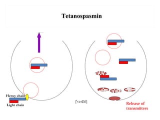 TetanospasminTetanospasmin
Henvy chain
Light chain Release of
transmitters
['ves kl]ɪ
 