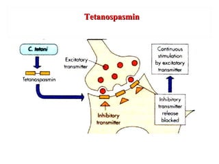 TetanospasminTetanospasmin
 