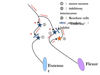 Extenso
r
Flexor
＋
＋
②
①
①＋
③
－
① ： motor neuron
② ： inhibitory
interneuron
③ ： Renshaw cells
＋： stimulate －：
inhibit
： Toxin site
 
