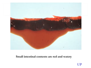 Small intestinal contents are red and watery
UP
 