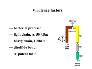 — bacterial protease
— light chain, A, 50 kDa;
heavy chain, 100kDa.
— disulfide bond.
— A potent toxin
Virulence factorsVirulence factors
 