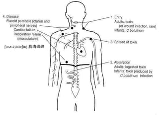 ['m skj l t r]ʌ ə ə ʃə 肌肉组织
 
