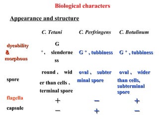 C. Tetani C. Perfringens C. Botulinum
dyeabilitydyeability
＆＆
morphousmorphous
GG
＋＋
，， slenderneslenderne
ssss
GG ＋＋
, tubbiness, tubbiness GG ＋＋
, tubbiness, tubbiness
sporespore
roundround ，， widwid
er than cellser than cells ，，
terminal sporeterminal spore
ovaloval ，， subtersubter
minal sporeminal spore
ovaloval ，， widerwider
than cells,than cells,
subterminalsubterminal
sporespore
flagella
＋＋ －－ ＋＋
capsulecapsule
－－ ＋＋ －－
Appearance and structure
Biological characters
 