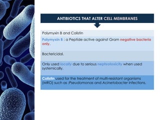 ANTIBIOTICS THAT ALTER CELL MEMBRANES
Polymyxin B and Colistin
Polymyxin B : a Peptide active against Gram negative bacteria
only.
Bactericidal.
Only used locally due to serious nephrotoxicity when used
systemically.
Colistin used for the treatment of multi-resistant organisms
(MRO) such as ;Pseudomonas and Acinetobacter infections.
 