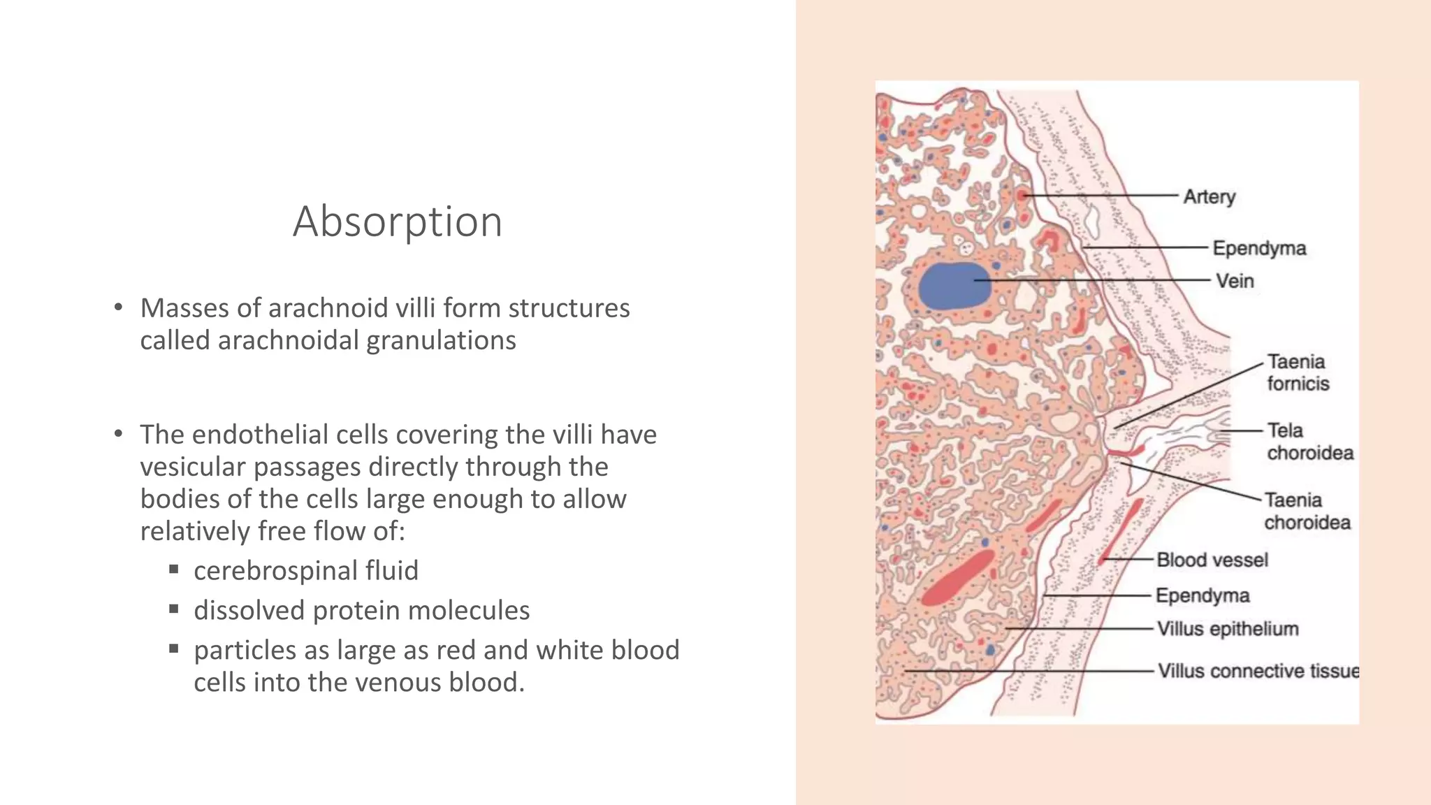 Absorption
• Masses of arachnoid villi form structures
called arachnoidal granulations
• The endothelial cells covering the villi have
vesicular passages directly through the
bodies of the cells large enough to allow
relatively free flow of:
 cerebrospinal fluid
 dissolved protein molecules
 particles as large as red and white blood
cells into the venous blood.
 