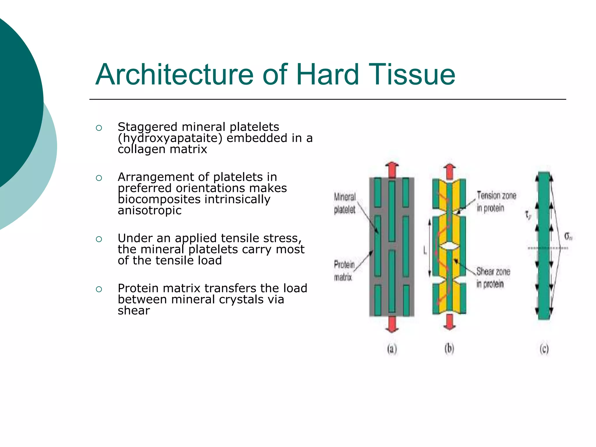 Architecture of Hard Tissue








Staggered mineral platelets
(hydroxyapataite) embedded in a
collagen matrix

Arrangement of platelets in
preferred orientations makes
biocomposites intrinsically
anisotropic
Under an applied tensile stress,
the mineral platelets carry most
of the tensile load
Protein matrix transfers the load
between mineral crystals via
shear

 