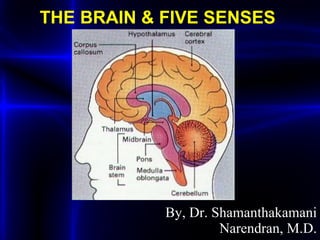 THE BRAIN & FIVE SENSES   By, Dr. Shamanthakamani Narendran, M.D. 