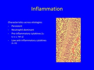 Inflammation

Characteristics across etiologies:
- Persistent
- Neutrophil dominant
- Pro-inflammatory cytokines (IL-
   8, IL-1, TNF-a)
- Low anti-inflammatory cytokines
   (IL-10)
 