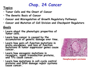 Chap. 24 Cancer
Topics
• Tumor Cells and the Onset of Cancer
• The Genetic Basis of Cancer
• Cancer and Misregulation of Growth Regulatory Pathways
• Cancer and Mutation of Cell Division and Checkpoint Regulators
Goals
• Learn about the phenotypic properties of
tumor cells.
• Learn how cancer is caused by the
accumulation of genetic damage over time.
• Learn how gain-of-function mutations in
proto-oncogenes, and loss of function
mutations in tumor suppressor genes cause
cancer.
• Learn how oncogenic mutations in
receptors, signal transduction proteins,
and TFs cause cancer.
• Learn how mutations in cell-cycle control
proteins and DNA damage repair systems
cause cancer.
Nasopharyngeal carcinoma
 