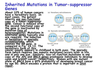 13-chap-24-lecture.ppt