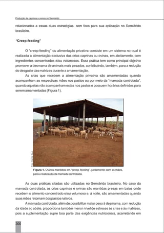 300
relacionadas a essas duas estratégias, com foco para sua aplicação no Semiárido
brasileiro.
“Creep-feeding”
O “creep-feeding” ou alimentação privativa consiste em um sistema no qual é
realizada a alimentação exclusiva das crias caprinas ou ovinas, em aleitamento, com
ingredientes concentrados e/ou volumosos. Essa prática tem como principal objetivo
promover a desmama de animais mais pesados, contribuindo, também, para a redução
do desgaste das matrizes durante a amamentação.
As crias que recebem a alimentação privativa são amamentadas quando
acompanham as respectivas mães nos pastos ou por meio da “mamada controlada”,
quando aquelas não acompanham estas nos pastos e possuem horários definidos para
serem amamentadas (Figura 1).
Figura 1. Ovinos mantidos em “creep-feeding”, juntamente com as mães,
para a realização da mamada controlada.
As duas práticas citadas são utilizadas no Semiárido brasileiro. No caso da
mamada controlada, as crias caprinas e ovinas são mantidas presas em baias onde
recebem o alimento concentrado e/ou volumoso e, à noite, são amamentadas quando
suas mães retornam dos pastos nativos.
Amamada controlada, além de possibilitar maior peso à desmama, com redução
da idade ao abate, proporciona também menor nível de estresse às crias e às matrizes,
pois a suplementação supre boa parte das exigências nutricionais, acarretando em
Foto:CamilaÍtavo.
Produção de caprinos e ovinos no Semiárido
 