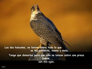 Los dos halcones, se lanzan sobre todo lo que  se les presenta, bueno y malo. Tengo que domarlos para que sólo se lanzan sobre una presa buena, son mis ojos.  