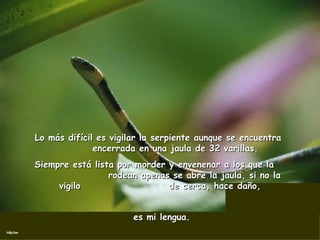 Lo más difícil es vigilar la serpiente aunque se encuentra  encerrada en una jaula de 32 varillas.  Siempre está lista por morder y envenenar a los que la  rodean apenas se abre la jaula, si no la vigilo  de cerca, hace daño,  es mi lengua.  