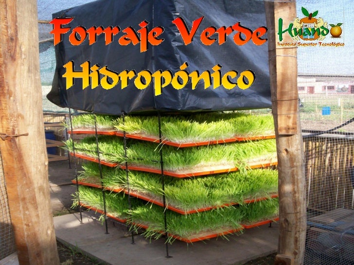 Produccin De Forraje Verde Hidroponico