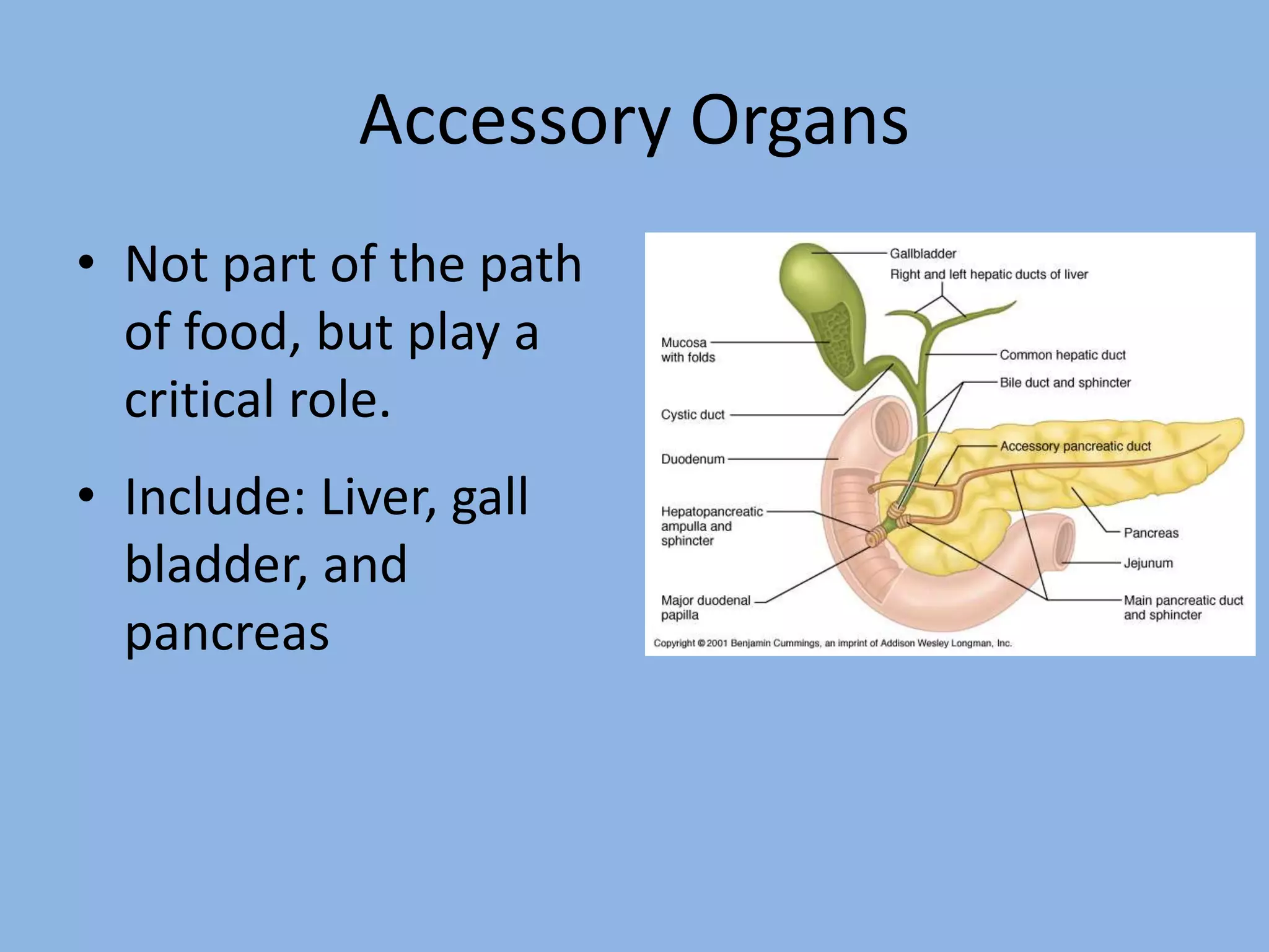 Accessory Organs 
• Not part of the path 
of food, but play a 
critical role. 
• Include: Liver, gall 
bladder, and 
pancreas 
 