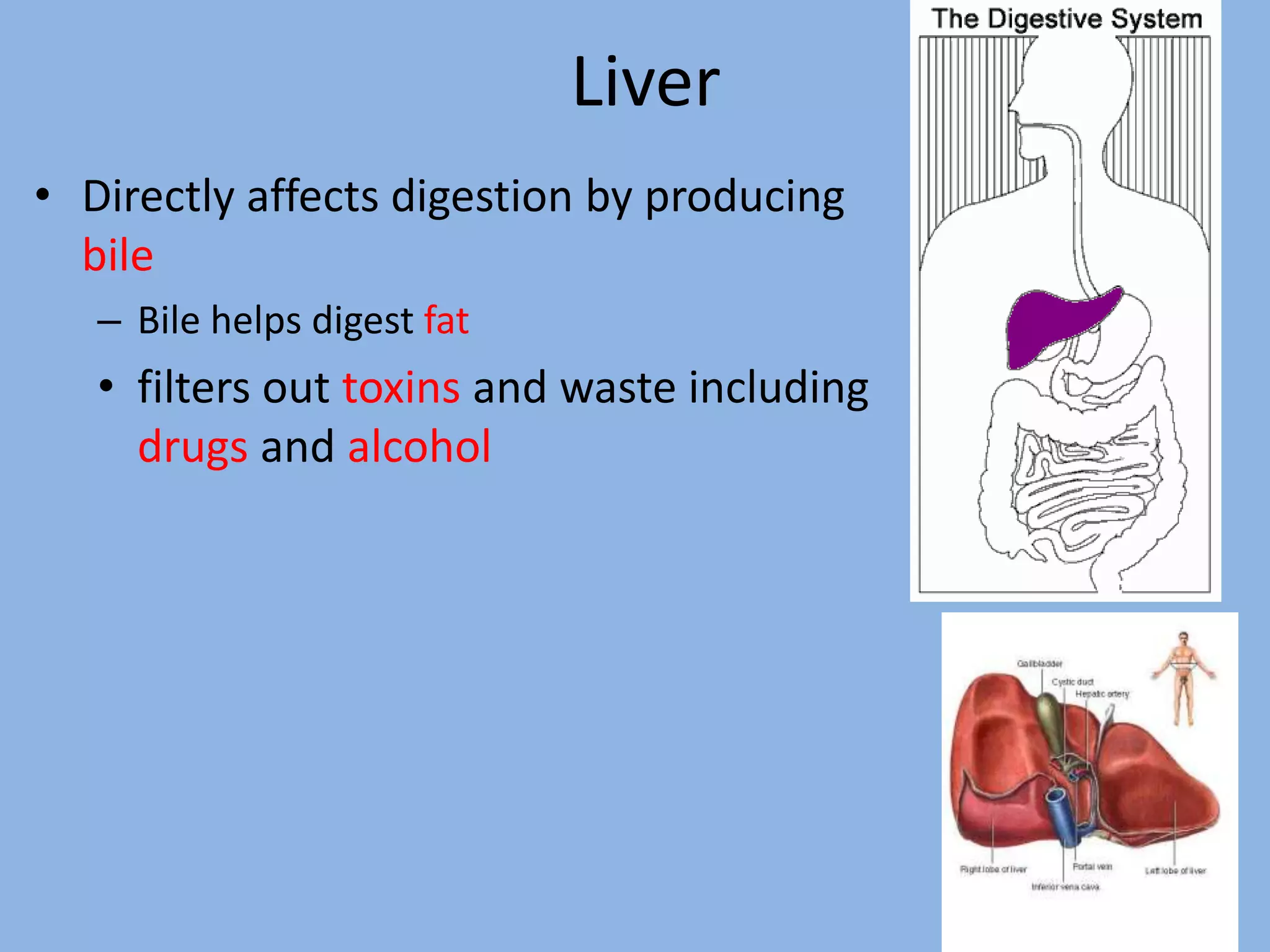 Liver 
• Directly affects digestion by producing 
bile 
– Bile helps digest fat 
• filters out toxins and waste including 
drugs and alcohol 
14 
 