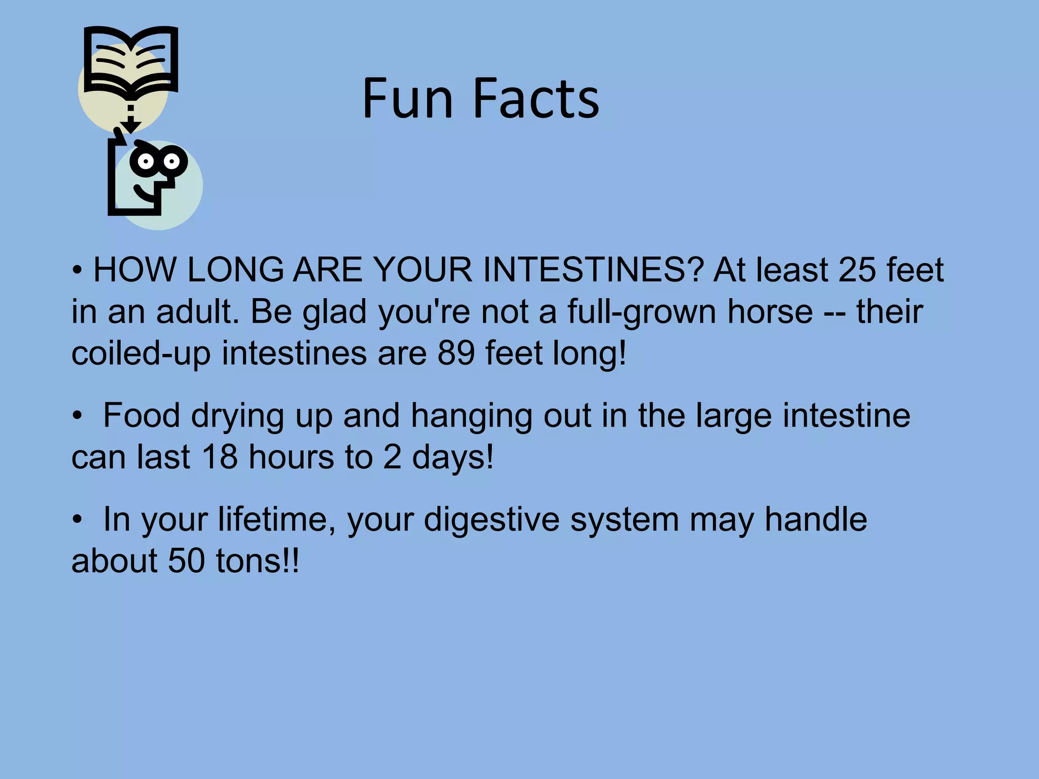 Fun Facts 
• HOW LONG ARE YOUR INTESTINES? At least 25 feet 
in an adult. Be glad you're not a full-grown horse -- their 
coiled-up intestines are 89 feet long! 
• Food drying up and hanging out in the large intestine 
can last 18 hours to 2 days! 
• In your lifetime, your digestive system may handle 
about 50 tons!! 
 