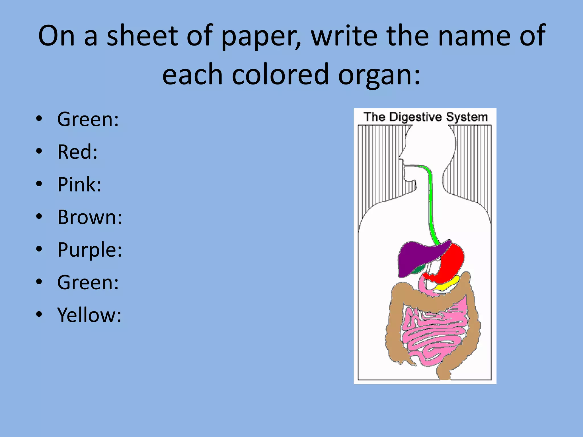 On a sheet of paper, write the name of 
each colored organ: 
• Green: 
• Red: 
• Pink: 
• Brown: 
• Purple: 
• Green: 
• Yellow: 
 
