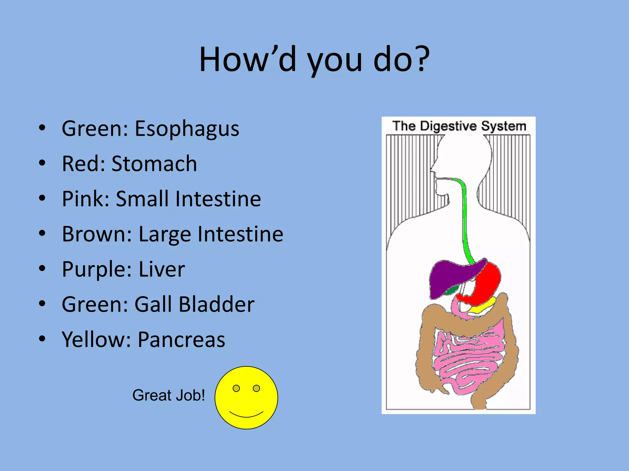 How’d you do? 
• Green: Esophagus 
• Red: Stomach 
• Pink: Small Intestine 
• Brown: Large Intestine 
• Purple: Liver 
• Green: Gall Bladder 
• Yellow: Pancreas 
Great Job! 
 