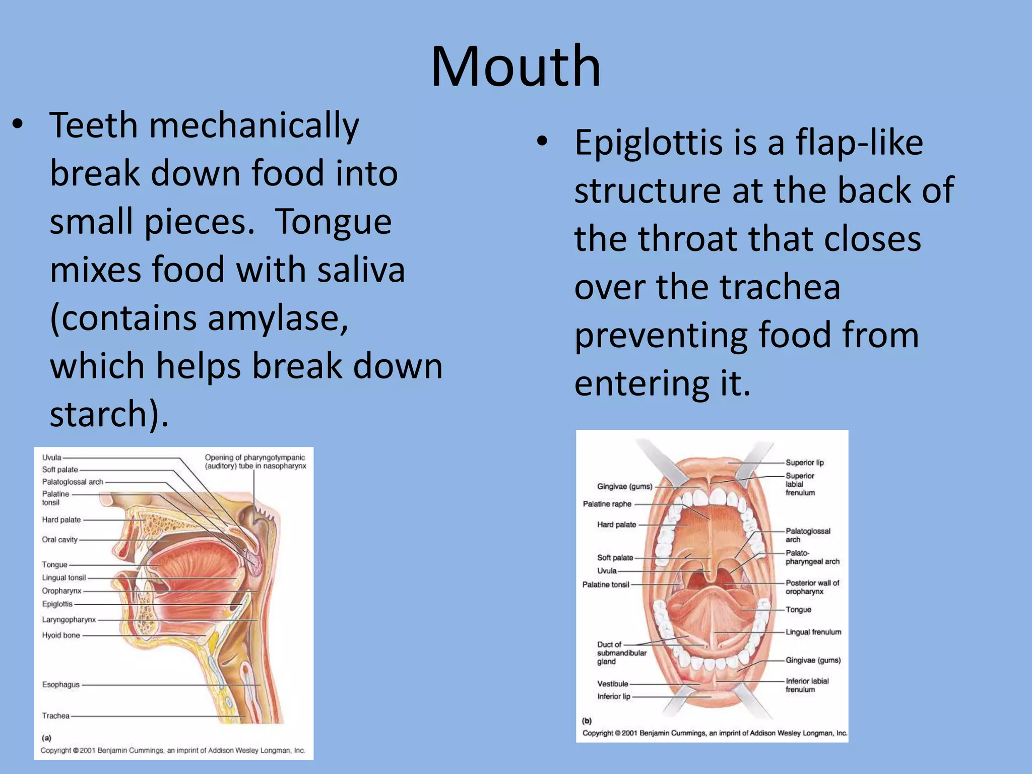 Mouth 
• Teeth mechanically 
break down food into 
small pieces. Tongue 
mixes food with saliva 
(contains amylase, 
which helps break down 
starch). 
• Epiglottis is a flap-like 
structure at the back of 
the throat that closes 
over the trachea 
preventing food from 
entering it. 
 