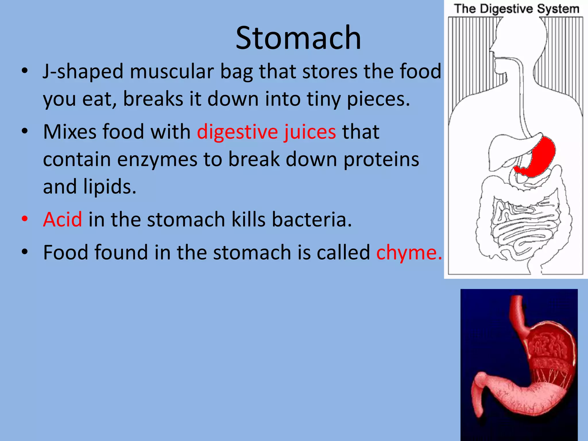 Stomach 
• J-shaped muscular bag that stores the food 
you eat, breaks it down into tiny pieces. 
• Mixes food with digestive juices that 
contain enzymes to break down proteins 
and lipids. 
• Acid in the stomach kills bacteria. 
• Food found in the stomach is called chyme. 
7 
 