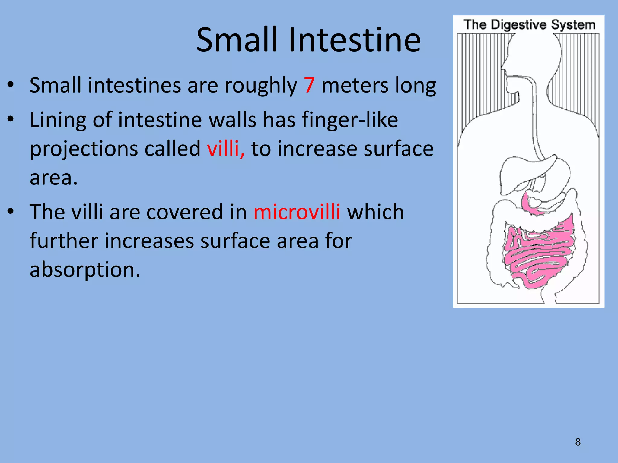 Small Intestine 
• Small intestines are roughly 7 meters long 
• Lining of intestine walls has finger-like 
projections called villi, to increase surface 
area. 
• The villi are covered in microvilli which 
further increases surface area for 
absorption. 
8 
 