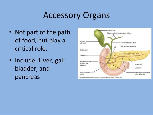 Which Of The Following Is An Accessory Organ Of Digestion Gorgeous 60 Digestion Which Of The Following Is An Accessory Organ Of Digestion Gorgeous 60 Digestion