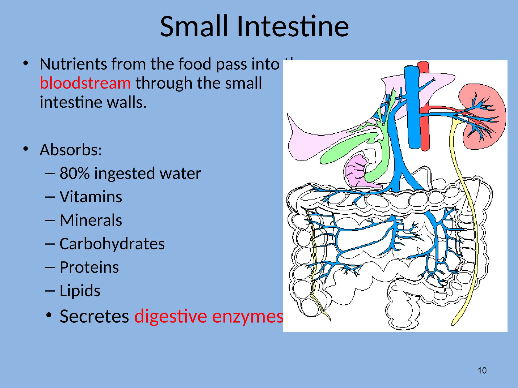 Small Intestine
• Nutrients from the food pass into the
bloodstream through the small
intestine walls.
• Absorbs:
– 80% ingested water
– Vitamins
– Minerals
– Carbohydrates
– Proteins
– Lipids
• Secretes digestive enzymes
10
 
