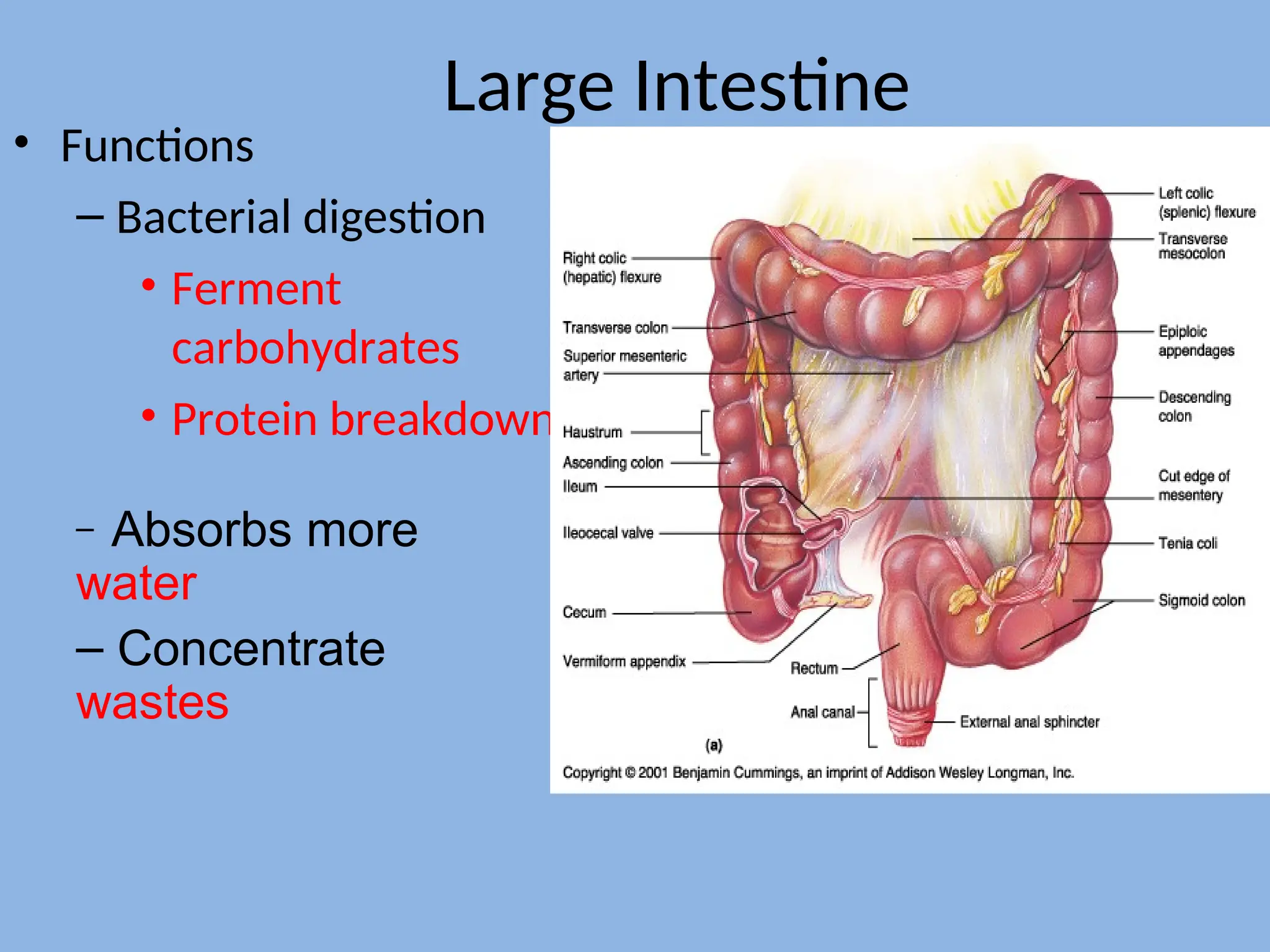 Large Intestine
• Functions
– Bacterial digestion
• Ferment
carbohydrates
• Protein breakdown
– Absorbs more
water
– Concentrate
wastes
 