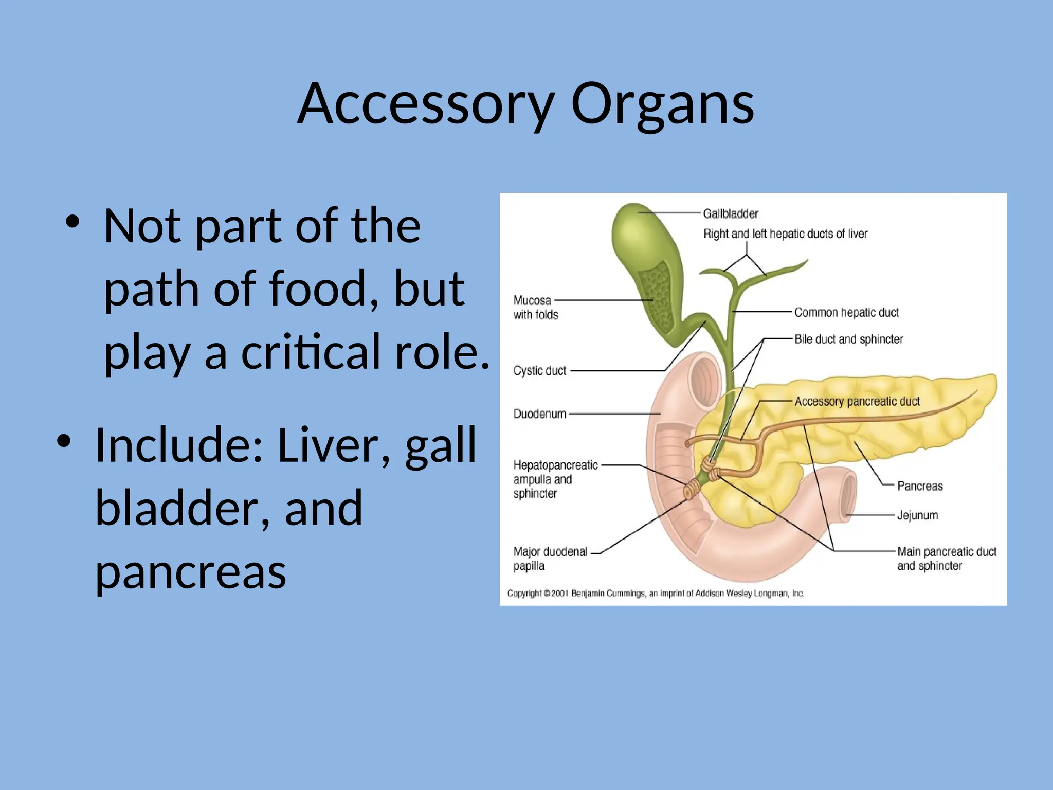 Accessory Organs
• Not part of the
path of food, but
play a critical role.
• Include: Liver, gall
bladder, and
pancreas
 